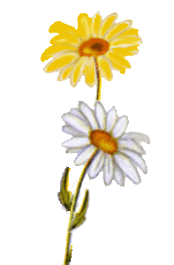 daisies